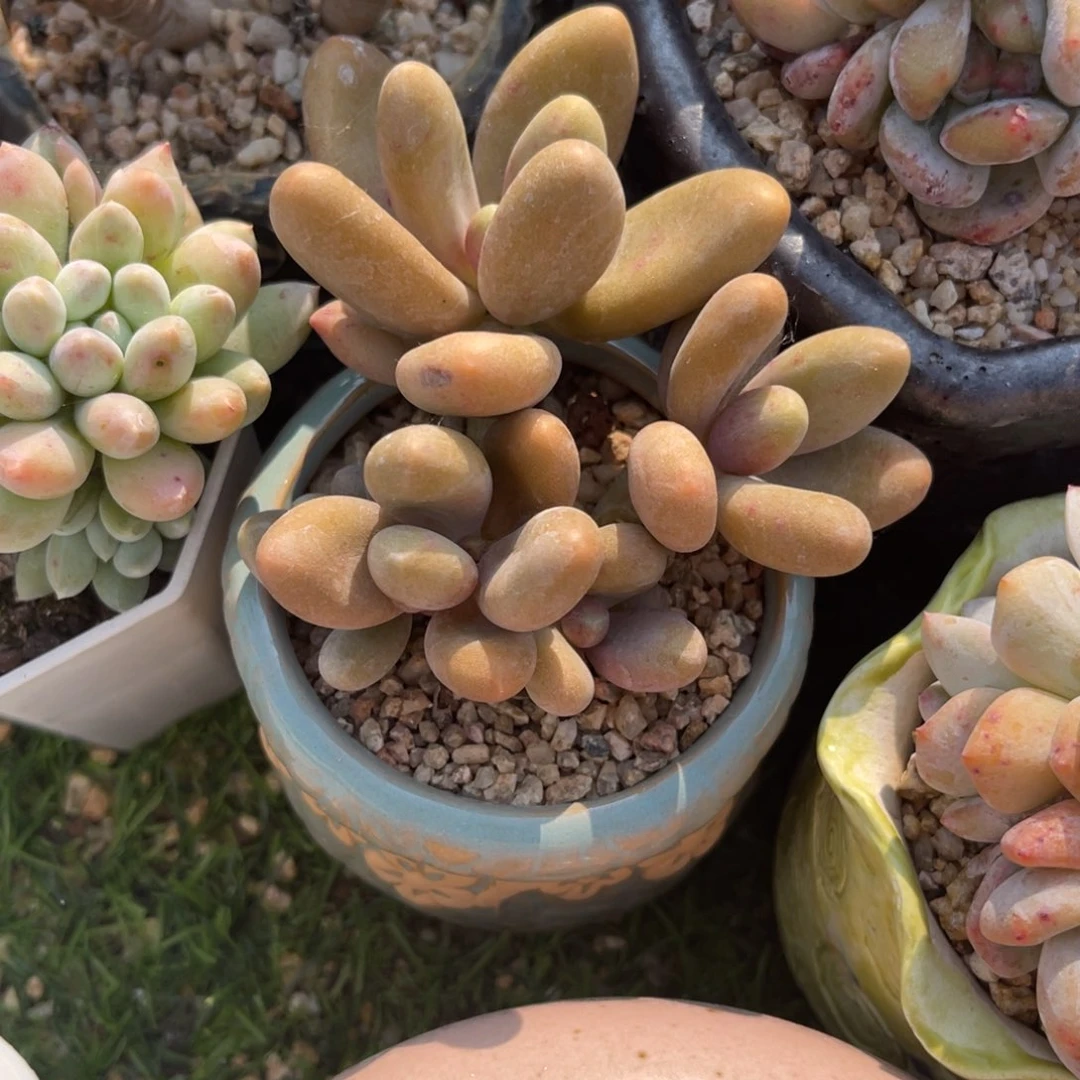 多肉植物一物一拍