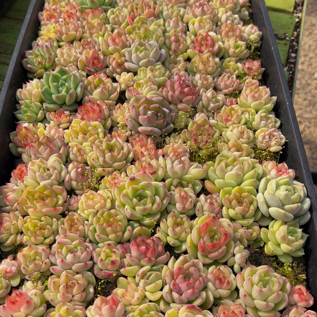 *****187多肉葡萄的味道真的