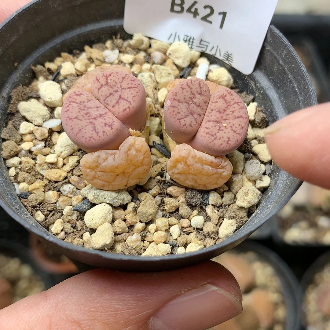 B421多肉植物保护