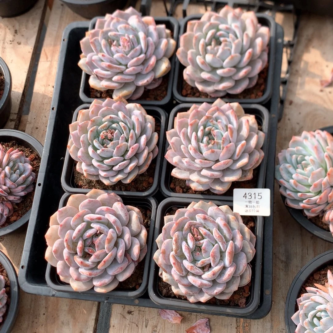 11厘米梦露六棵 特价 4315