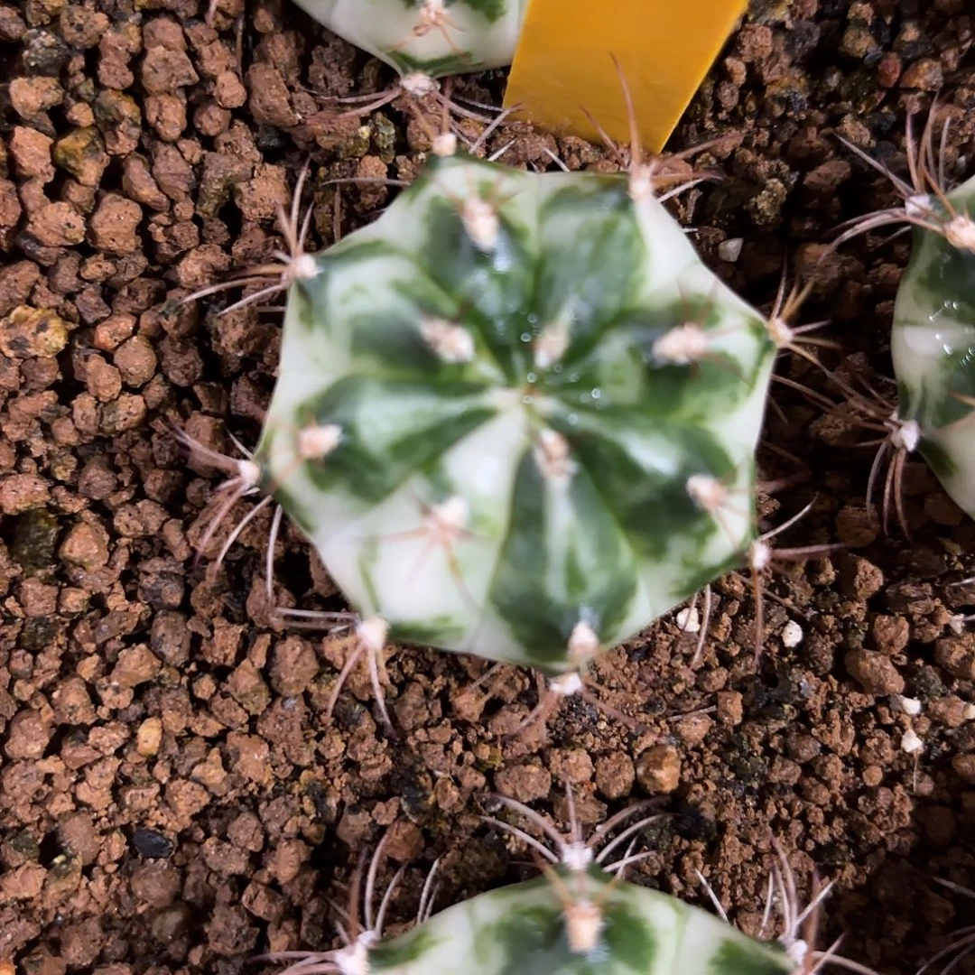 30-1116泰国发货多肉