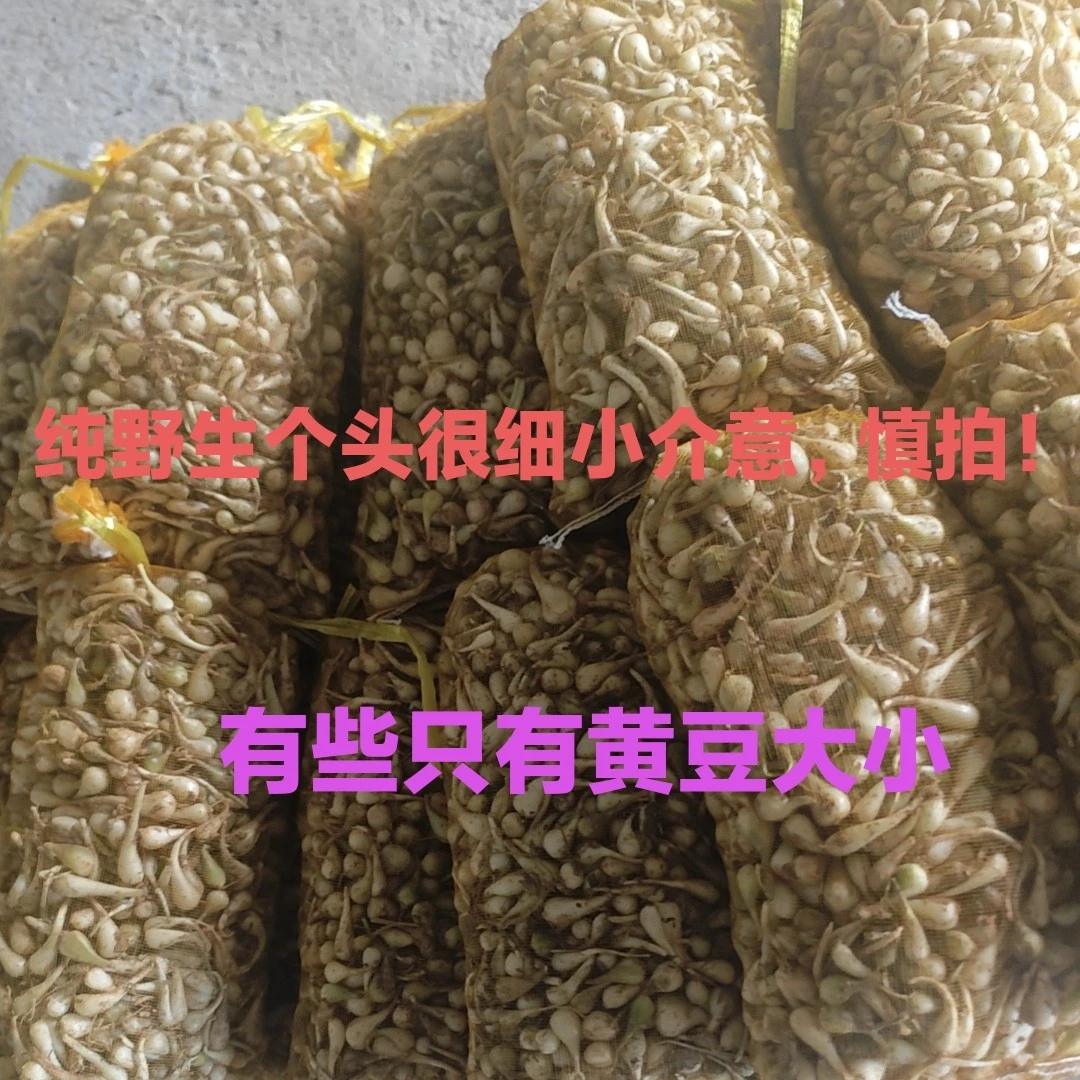 新鲜现挖野生藠头带泥发货很细小可做泡菜凉拌炒菜