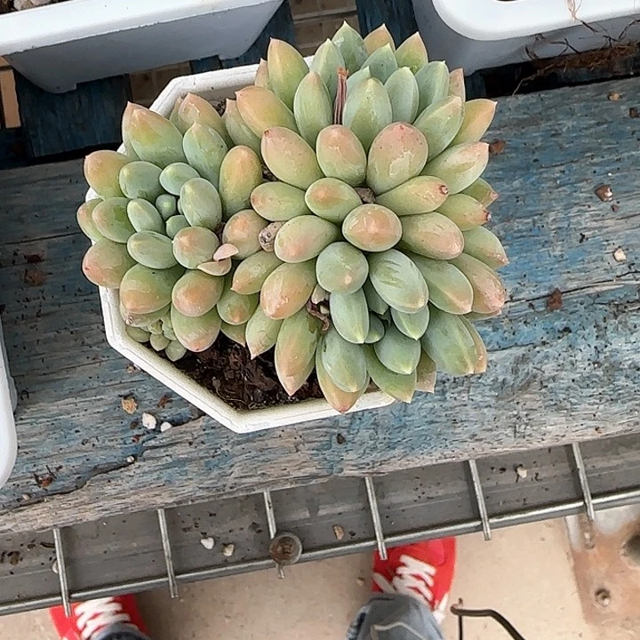 青蛙王子儿童牙膏111