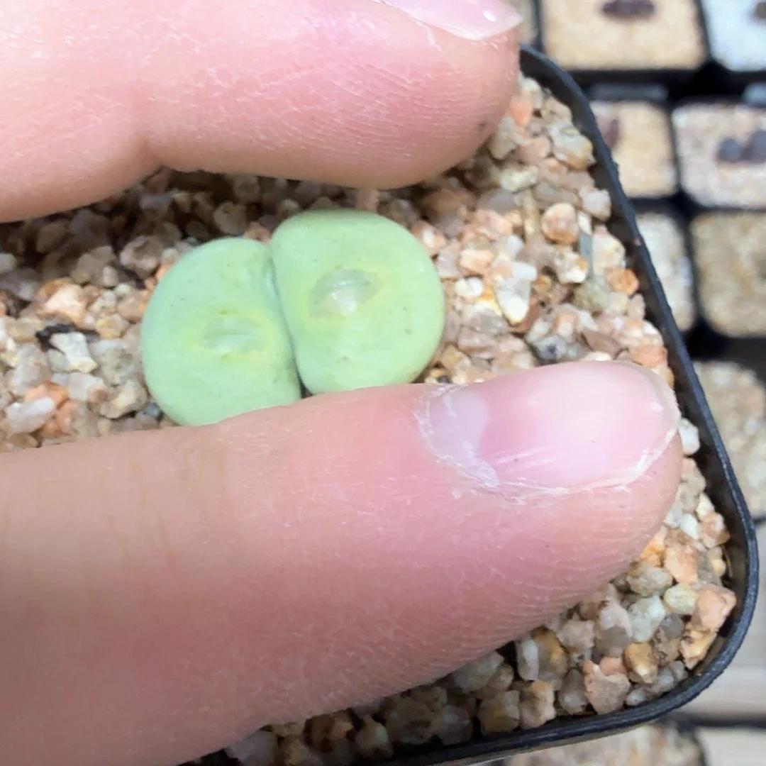 ?****?dy10 可可 玻尿酸