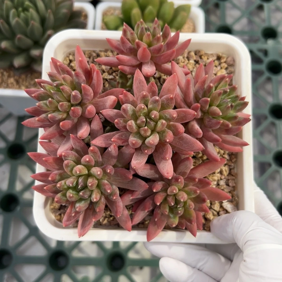 炫彩星自然群多肉植物