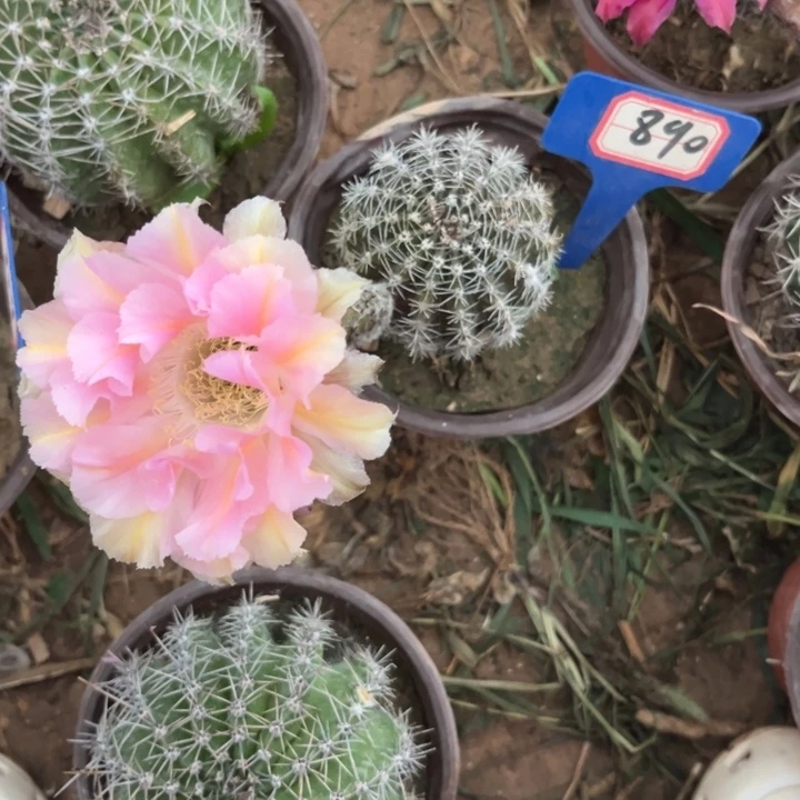 @***熙890，彩草粉洛。。。。