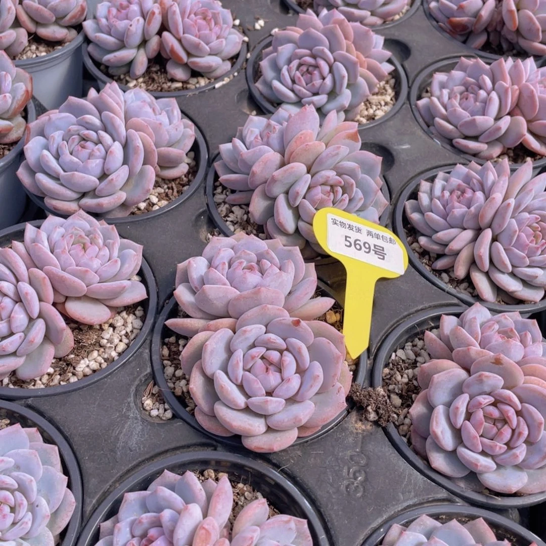 569号 丸叶星星橙大双头一个