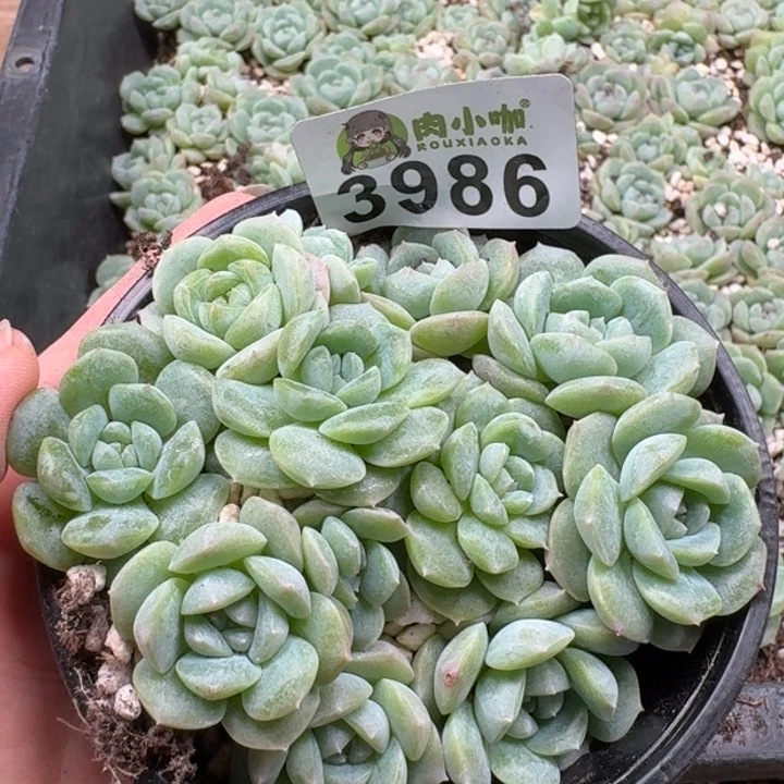 当前无花朵，栽培后可花朵多肉植物多肉植物