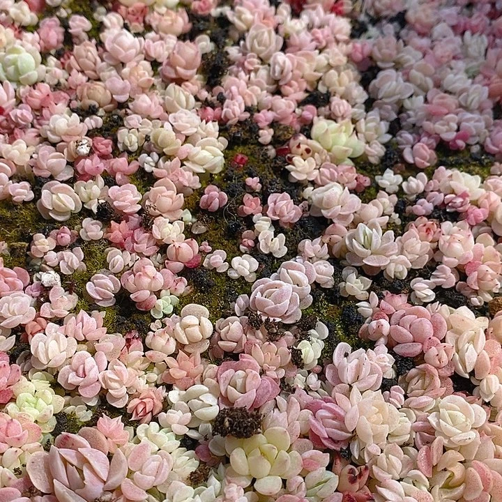 50 多肉植物盆栽花卉植物