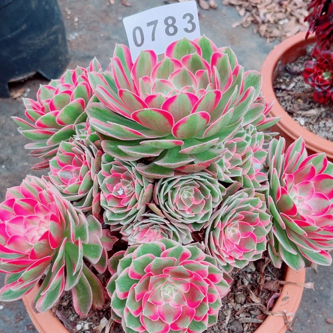 开***果孔雀翎特价多肉发货