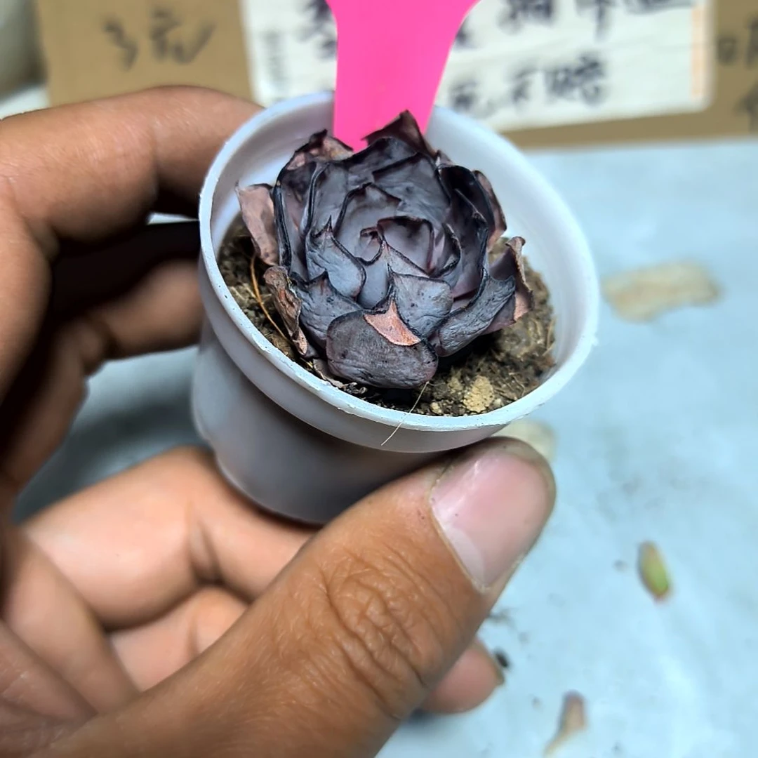 满6元包邮，黑娃子小小小