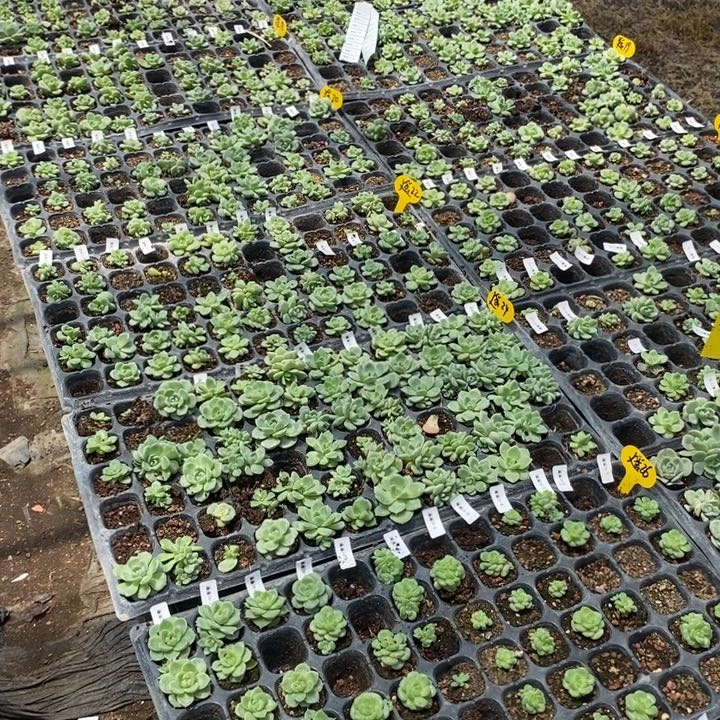 纯叶片遥遥领先22片不重复