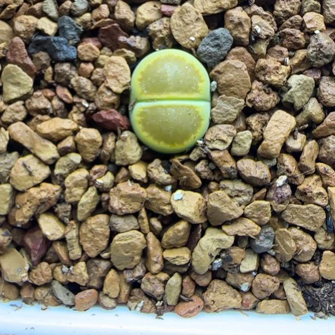 870 生石花大棚直播