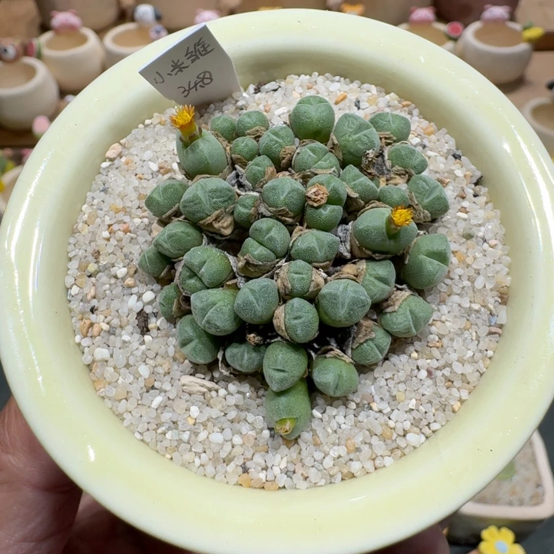 蘑菇1126小米雏多肉植物