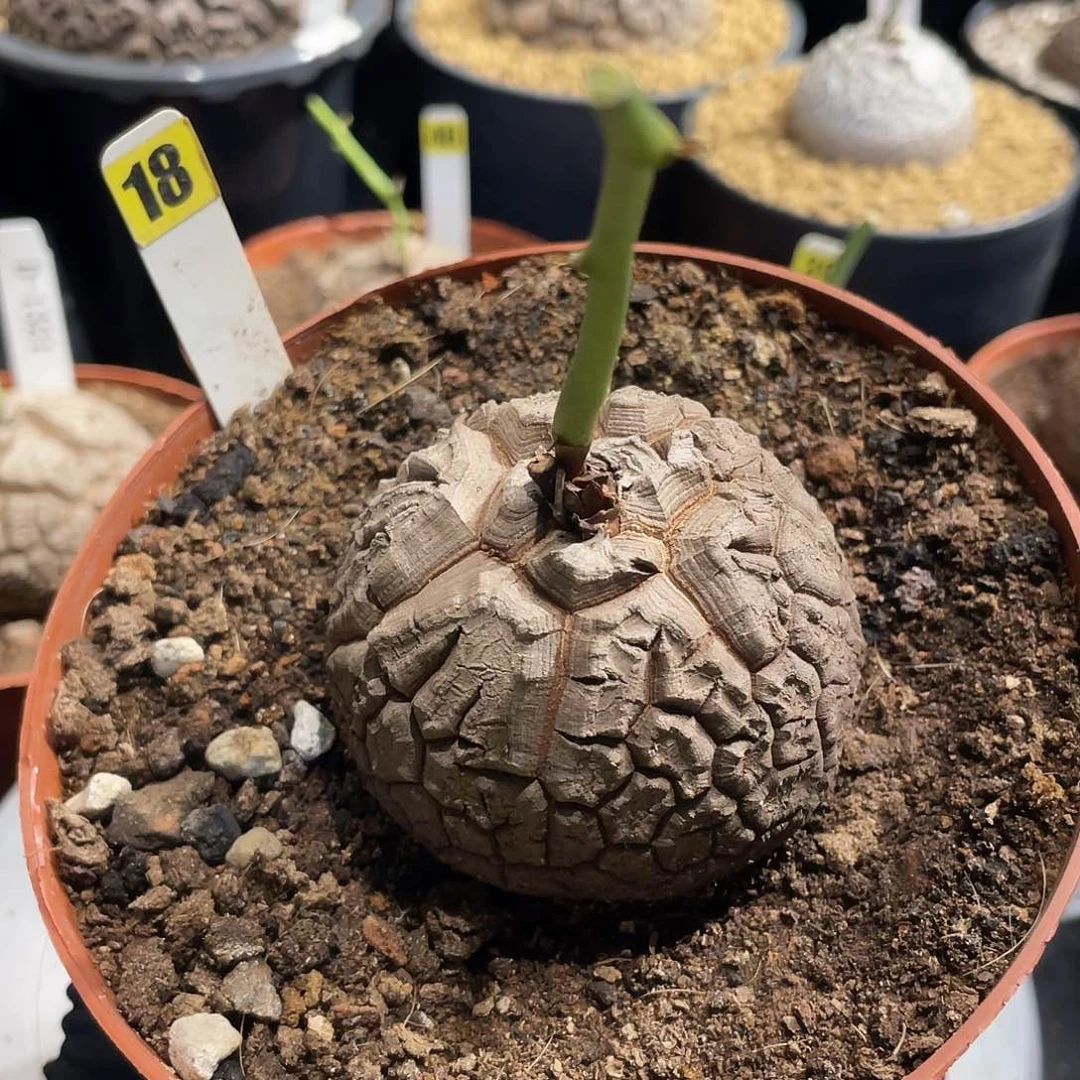 18号龟甲龙不退不换