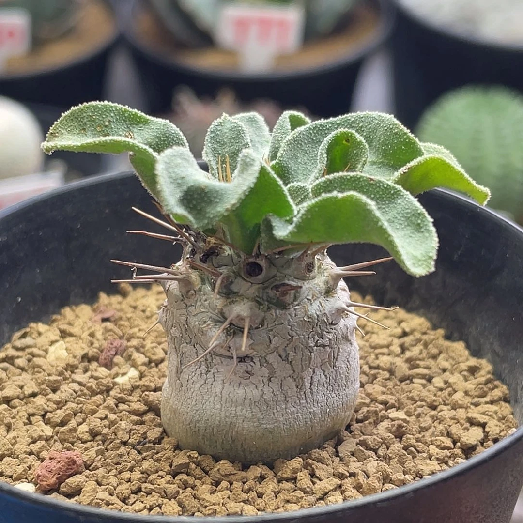 实生块根白皮光堂2.5厘米