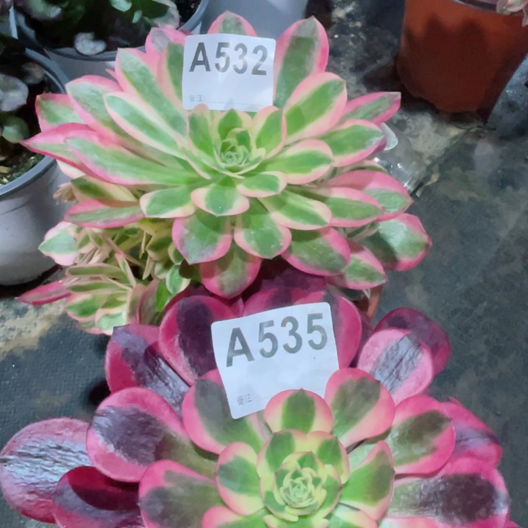 美杜莎535女巫532