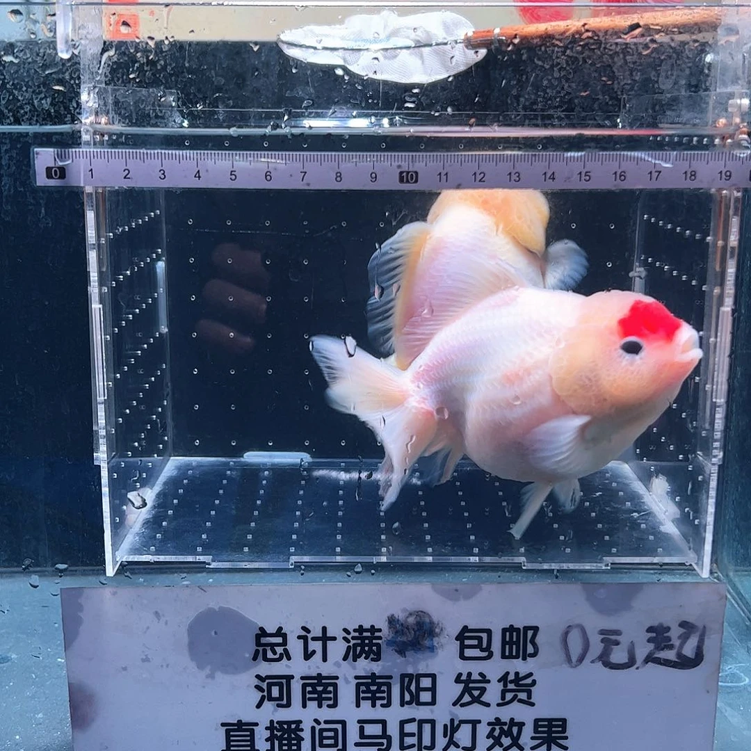 海水鱼111111111