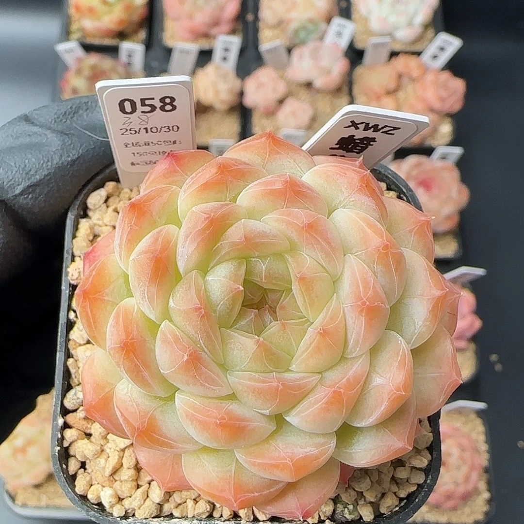 058   蜡像  5厘米盆