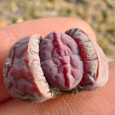 【闪购商品】25587