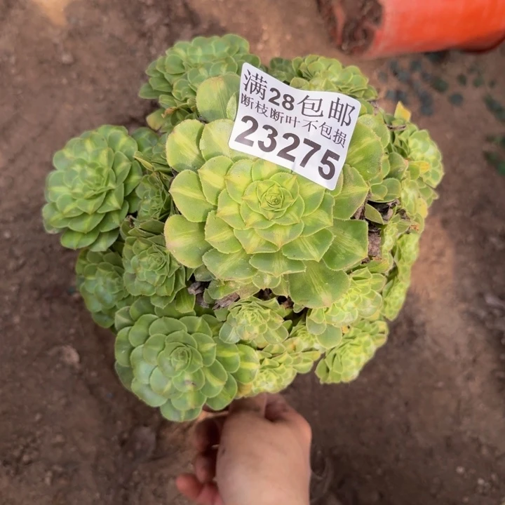 23275琉璃多肉植物