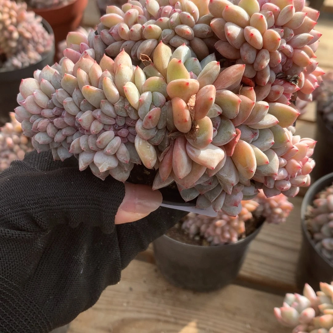 A944售后范围：签收起7天内，录开箱视频