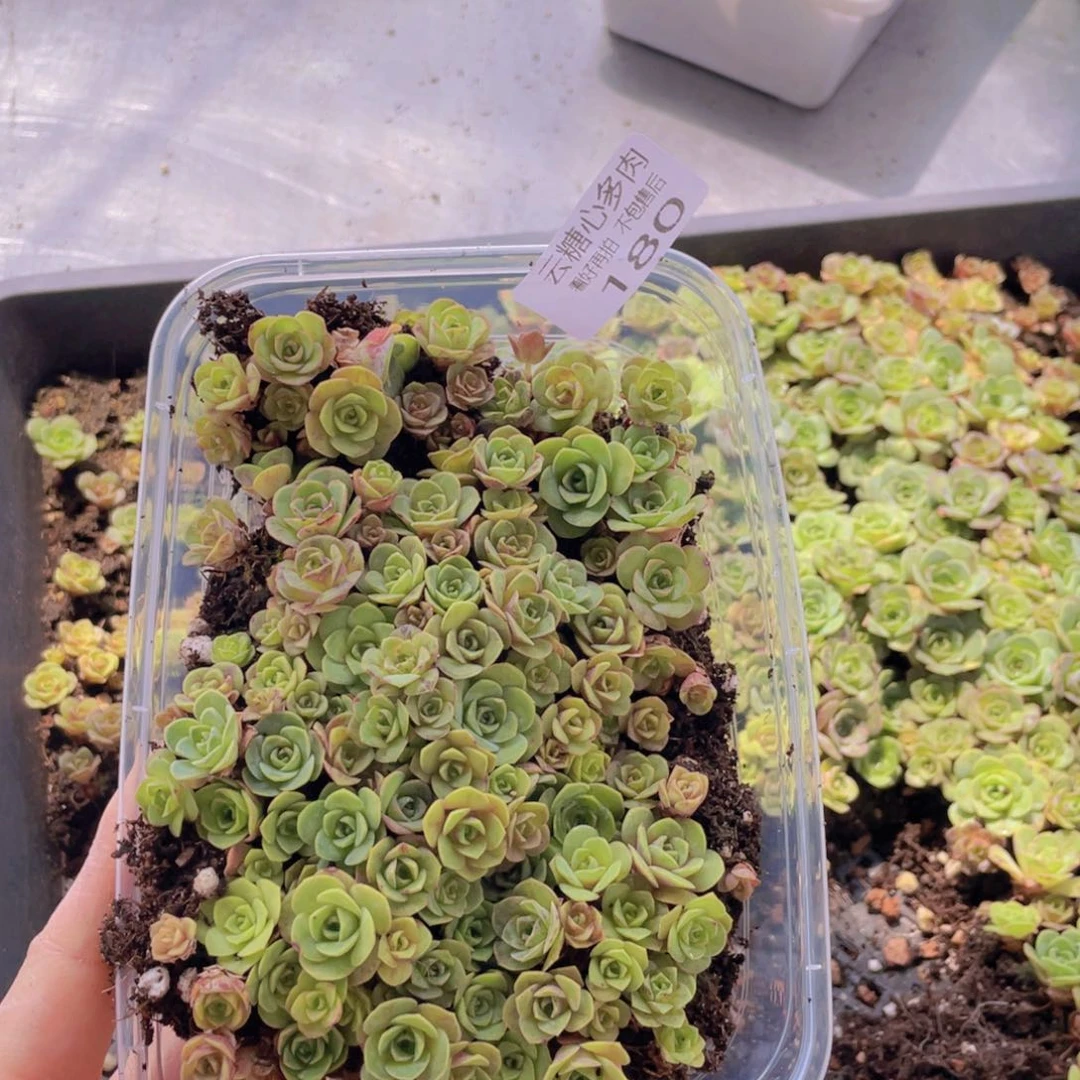 云糖心多肉植物180