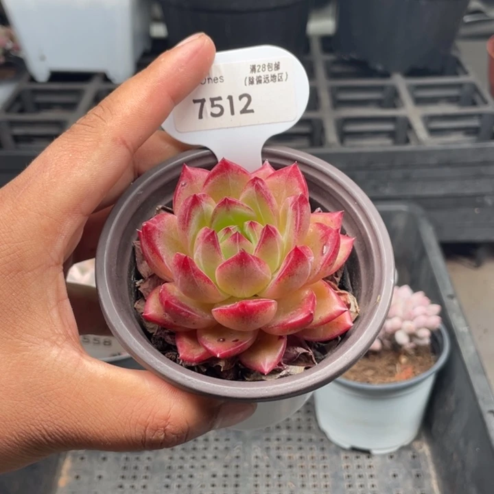 7512黑武士5.5厘米