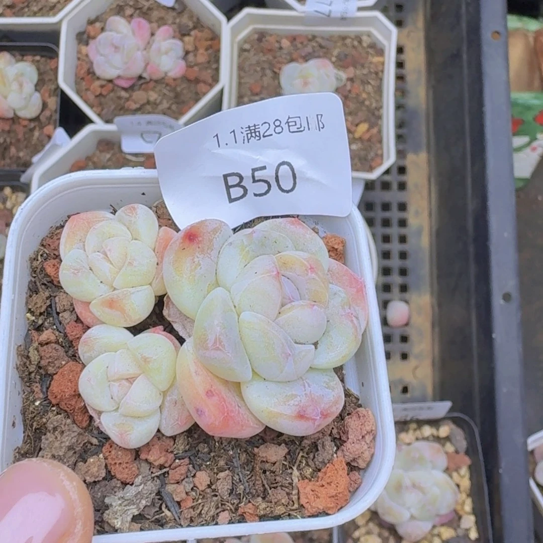 3头冰玉一颗带盆发货