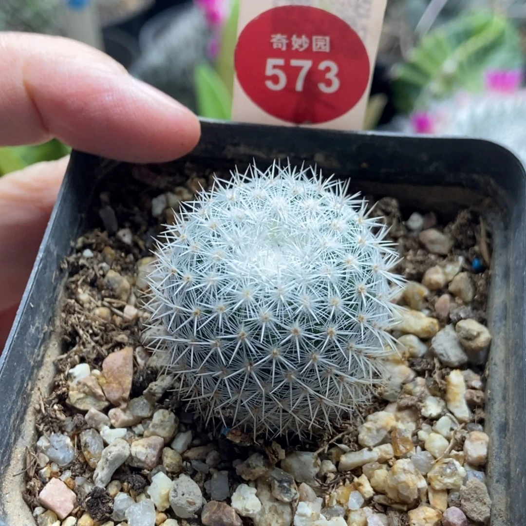 实生敷岛3.2cm一棵仙人球