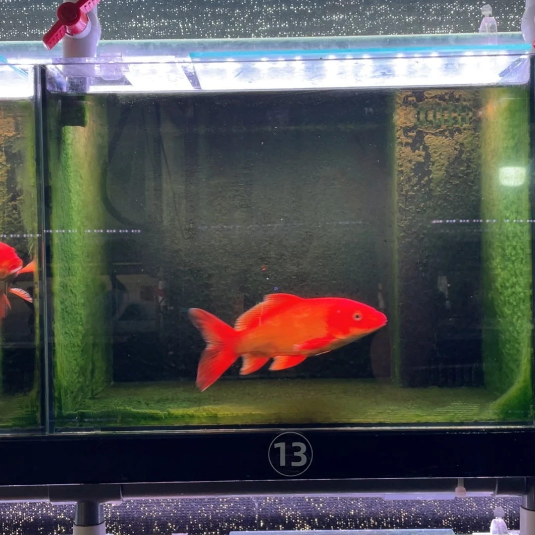 蝴蝶鲤13号红普身蝴蝶鲤