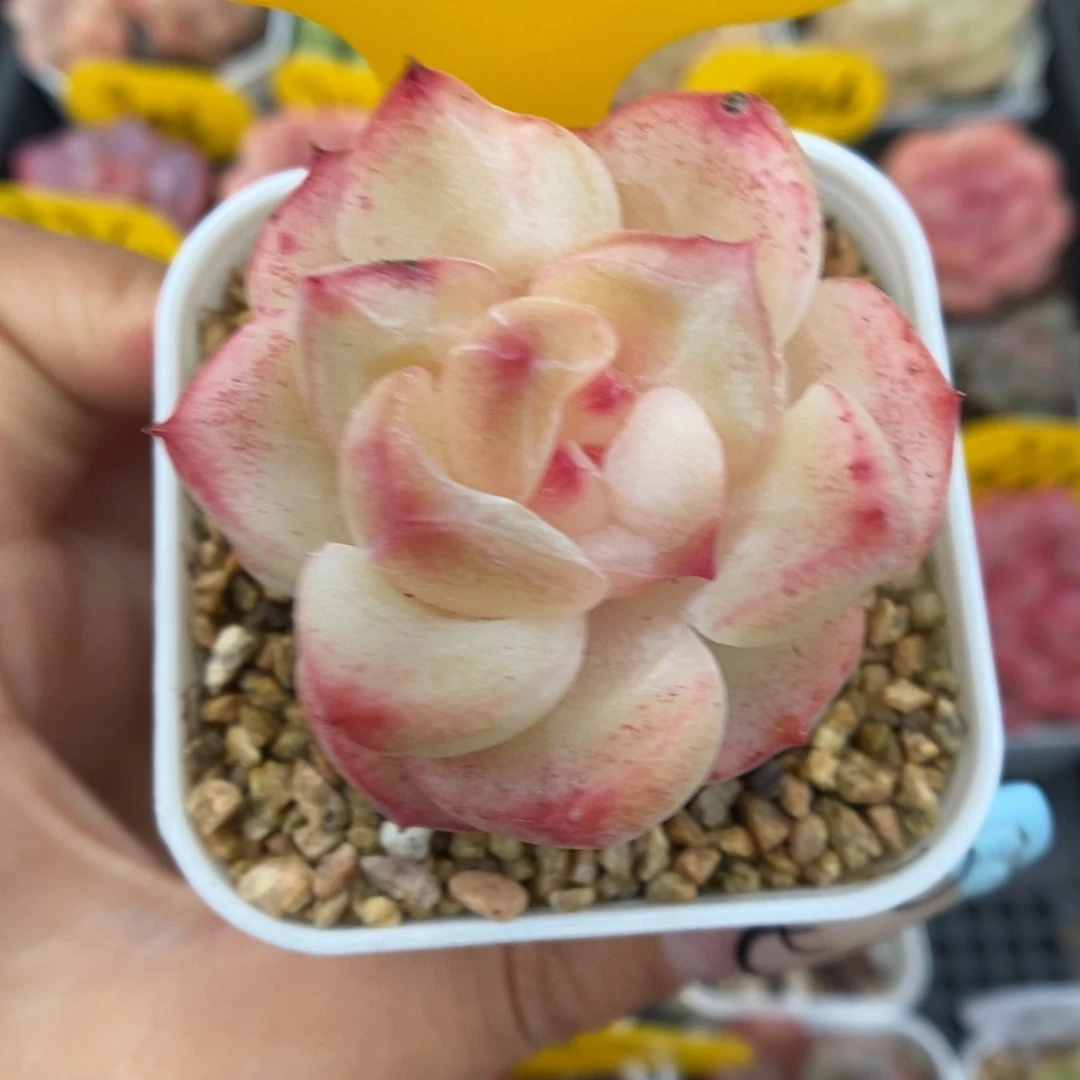 爱丽丝珍妮370号。