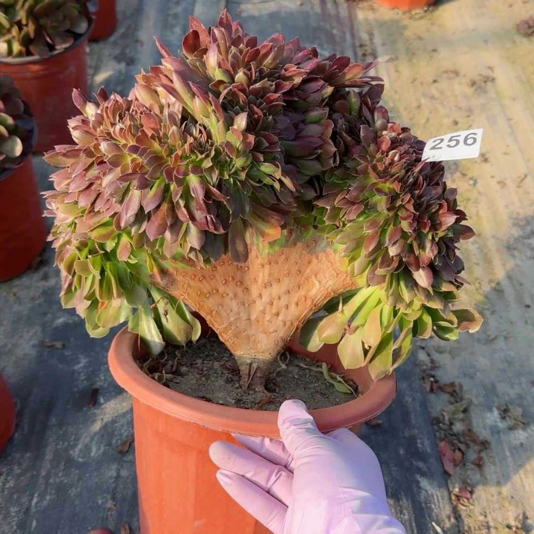 256多肉植物玫瑰