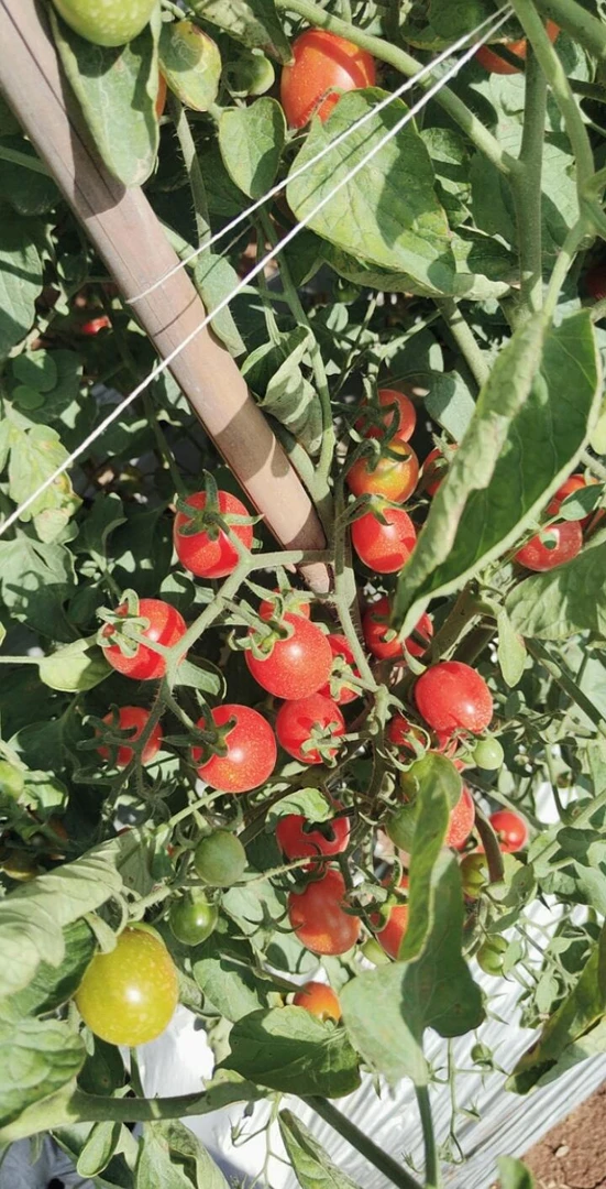 云南露天精品小番茄