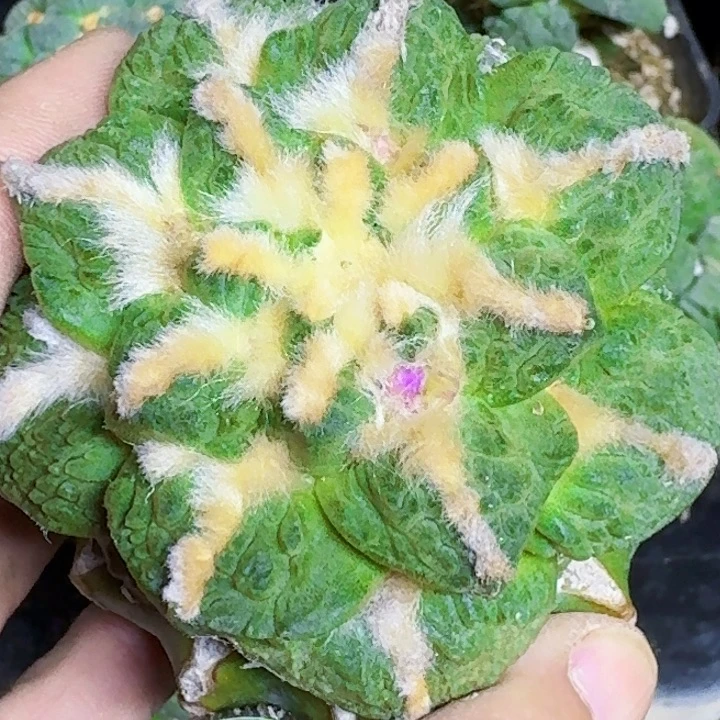 无花朵福利苗接龟甲怒990