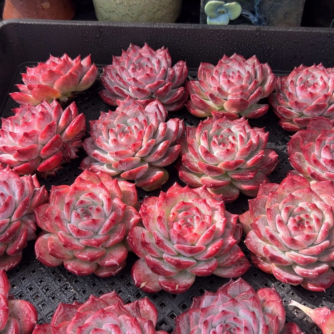 从前慢花园多肉编号1213-卡罗拉