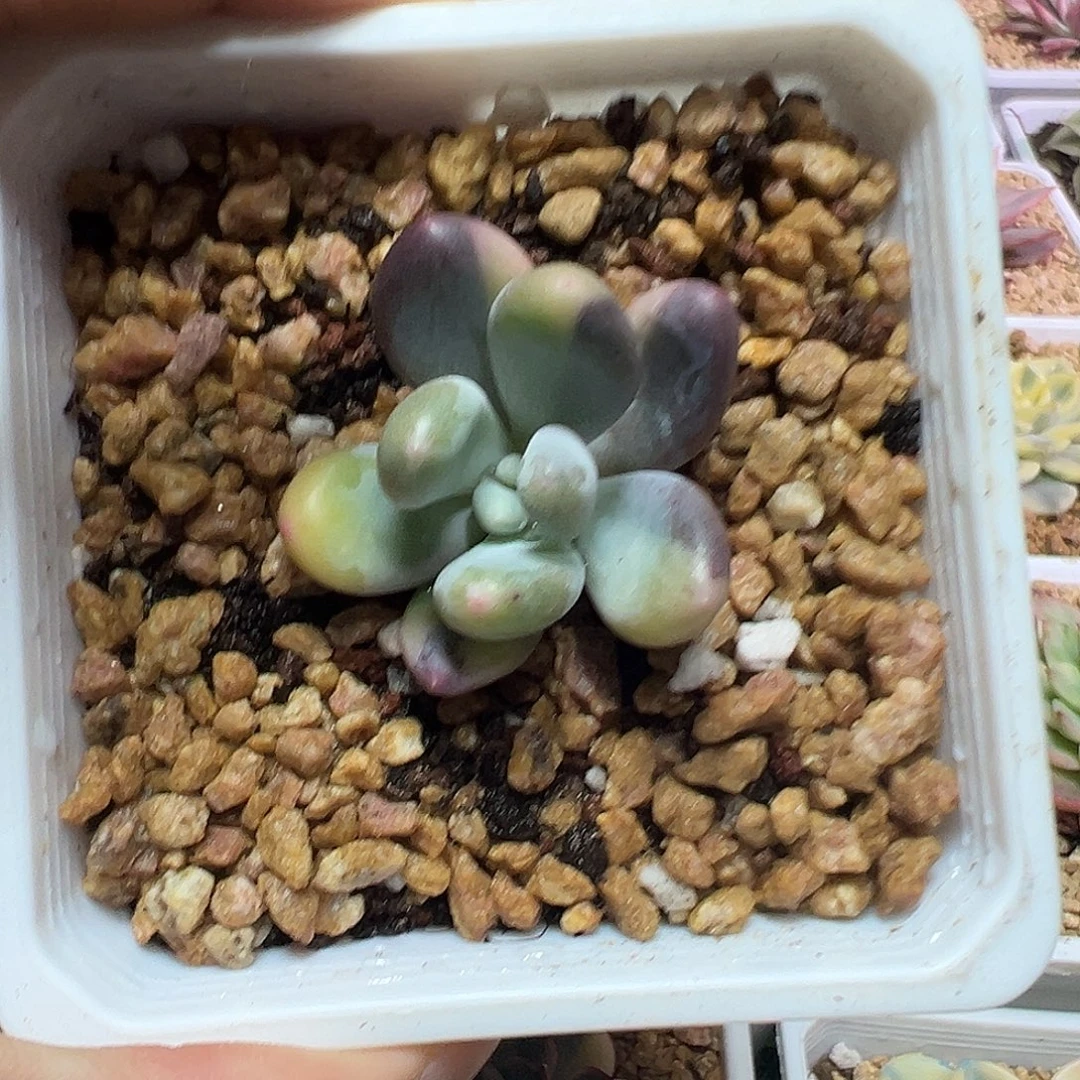 紫皮奶酪锦多肉植物