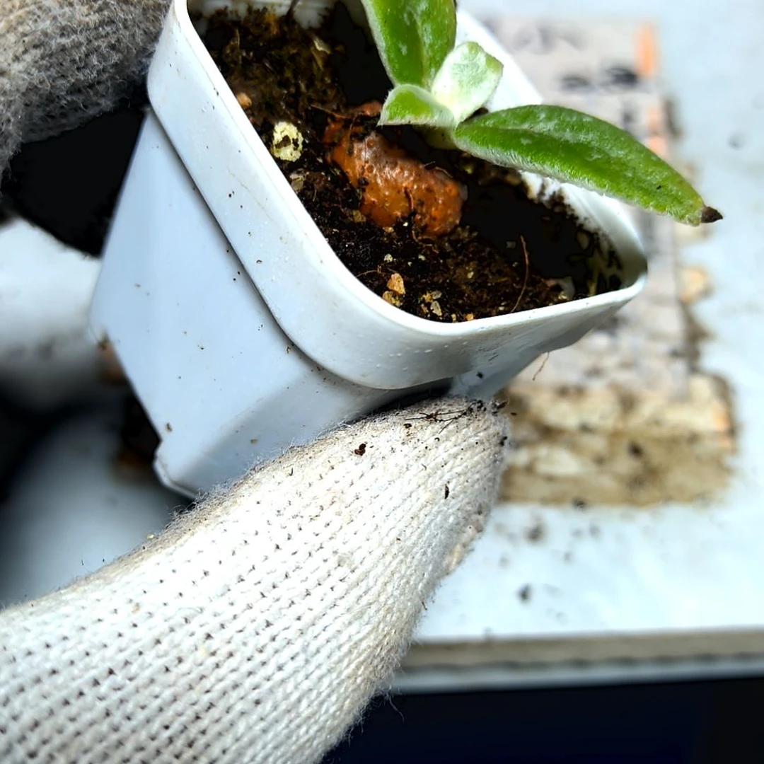 满9元包邮，断崖女王小土豆