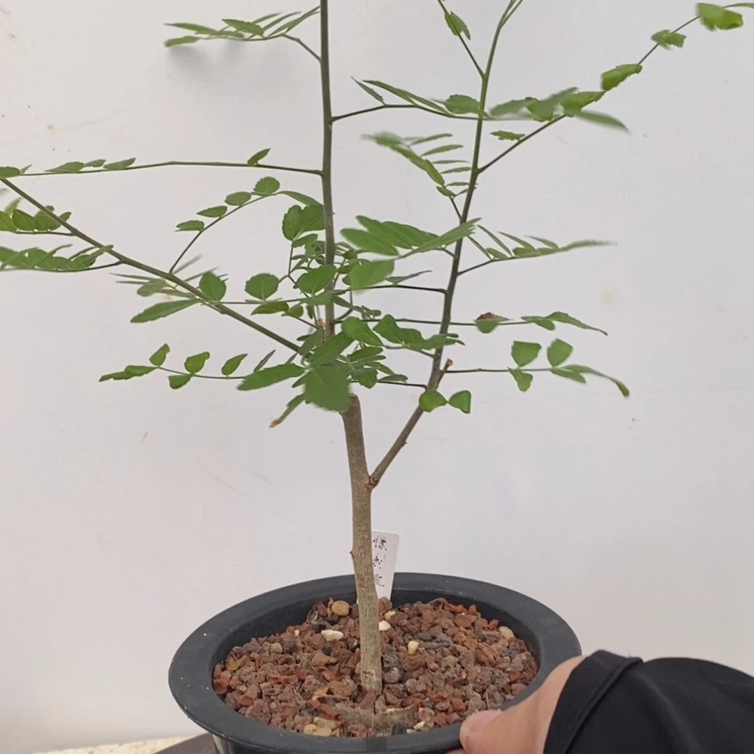 破***物保利没药带盆发货