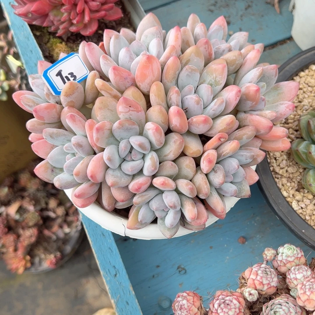 精品多肉植物老桩