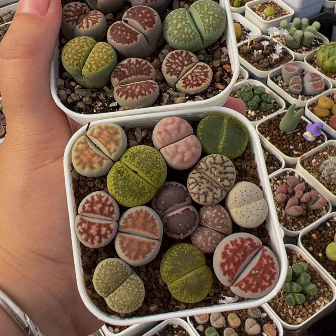 天***情841多肉植物种类多样