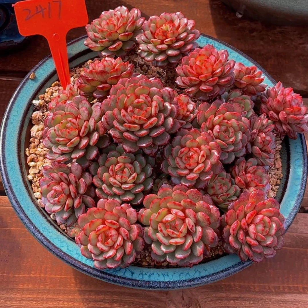 2417号上午多肉植物群生多肉带盆物流到付