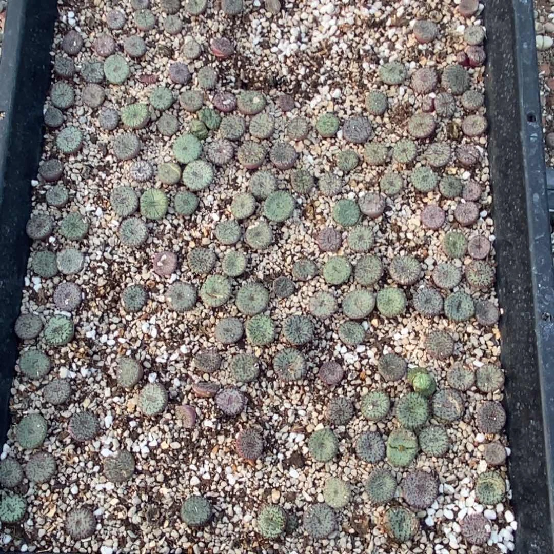 5041 密纹安贞脱土发货