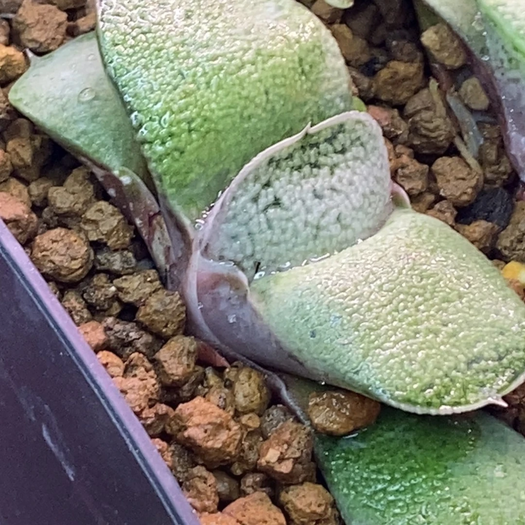 不带盆脱土裸根发货