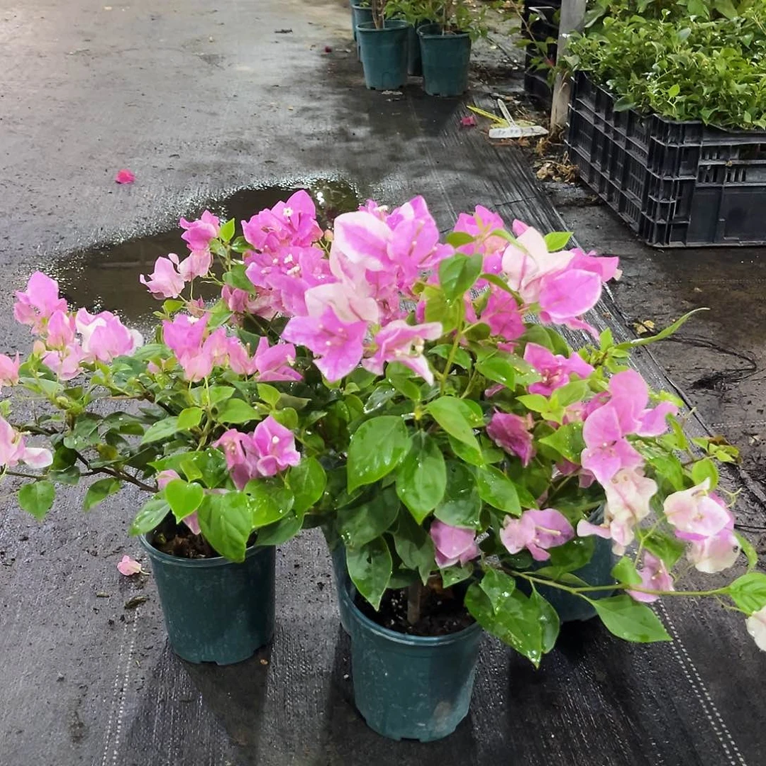 当前无花栽培后可以开花张红英掌中宝一颗