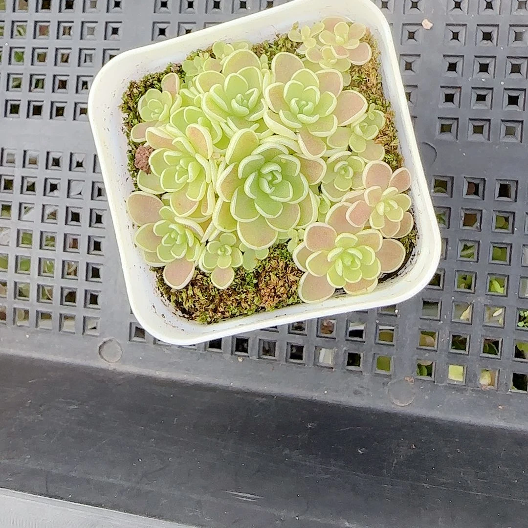 1106-2爱丽丝捕虫锦