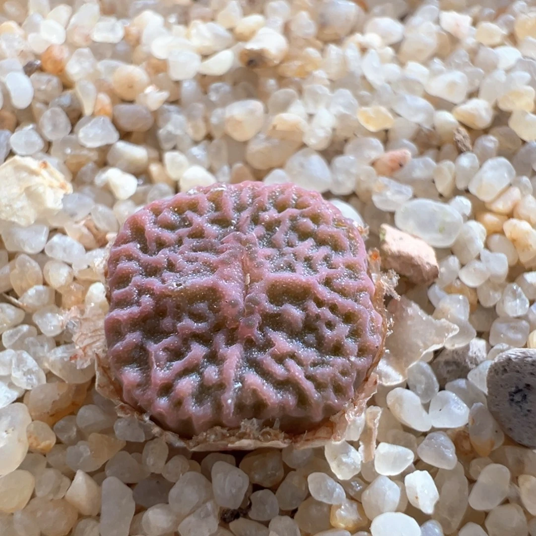 489。青蛙种源三年DT7778超烧