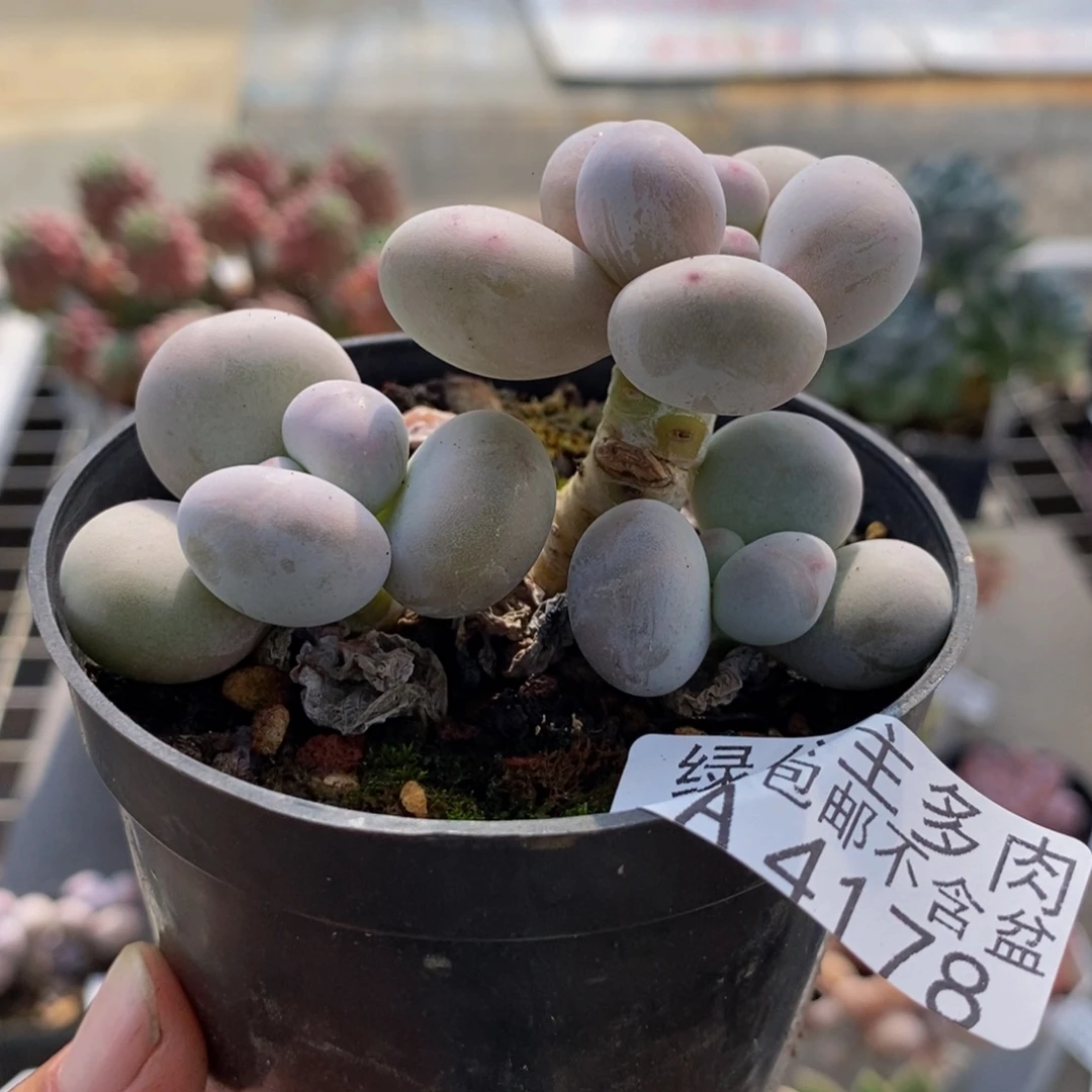 4178芭比奶酪6cm多肉