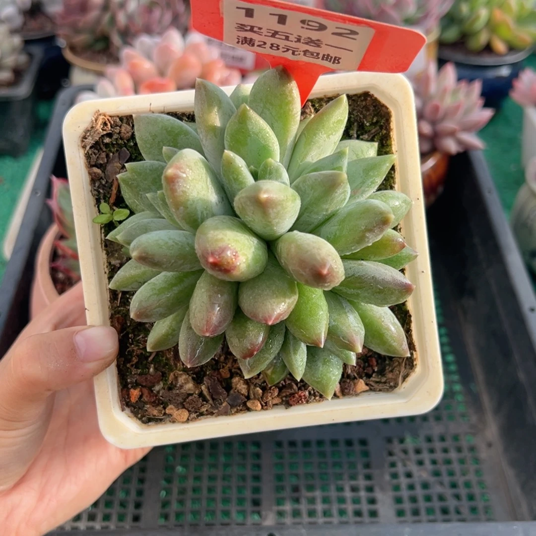 表妹精品多肉植物1192.