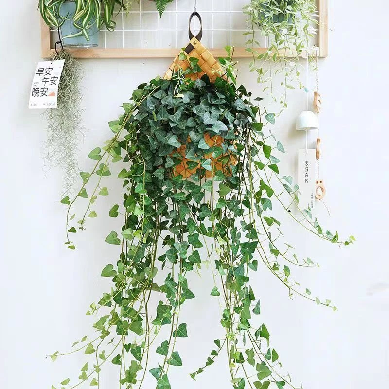 【心叶常春藤】稀有品种吊兰四季常青好养爱心吊兰室内绿植可垂吊